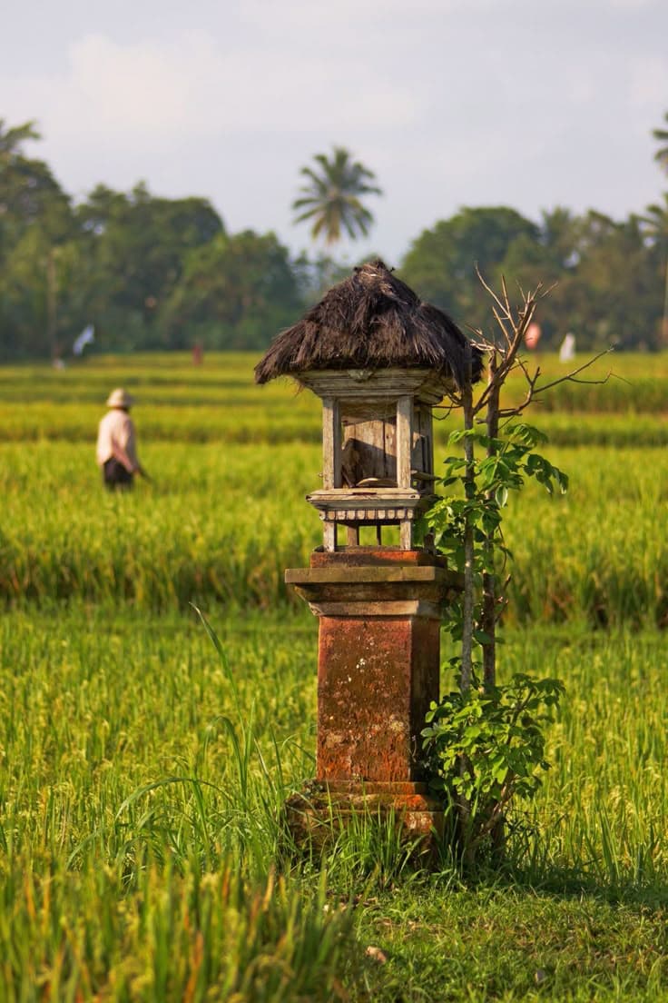 FROM SOIL TO SALE — A PRACTICAL GUIDE FOR THE MODERN NIGERIAN FARMER