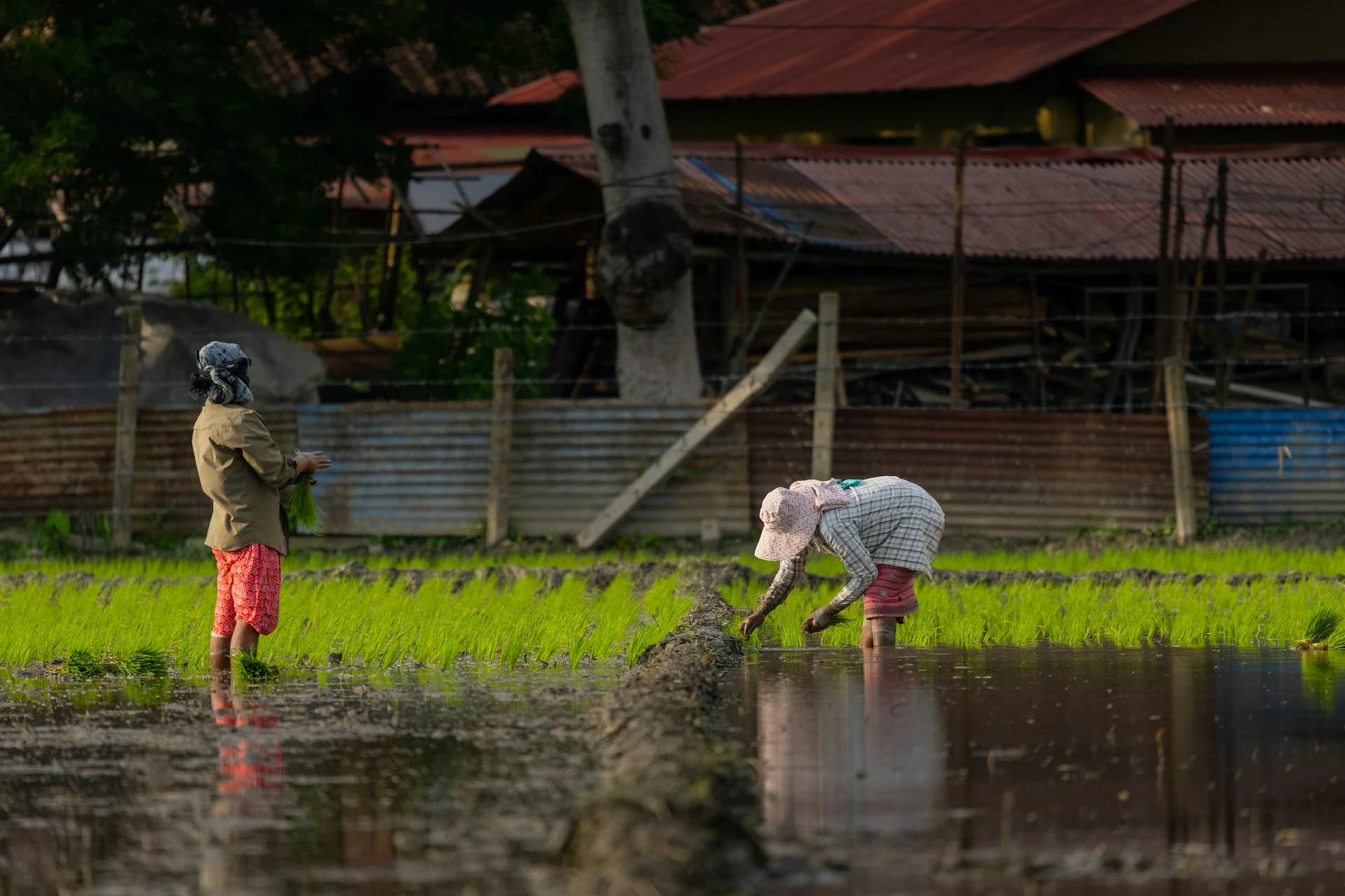 Mixed crop farm